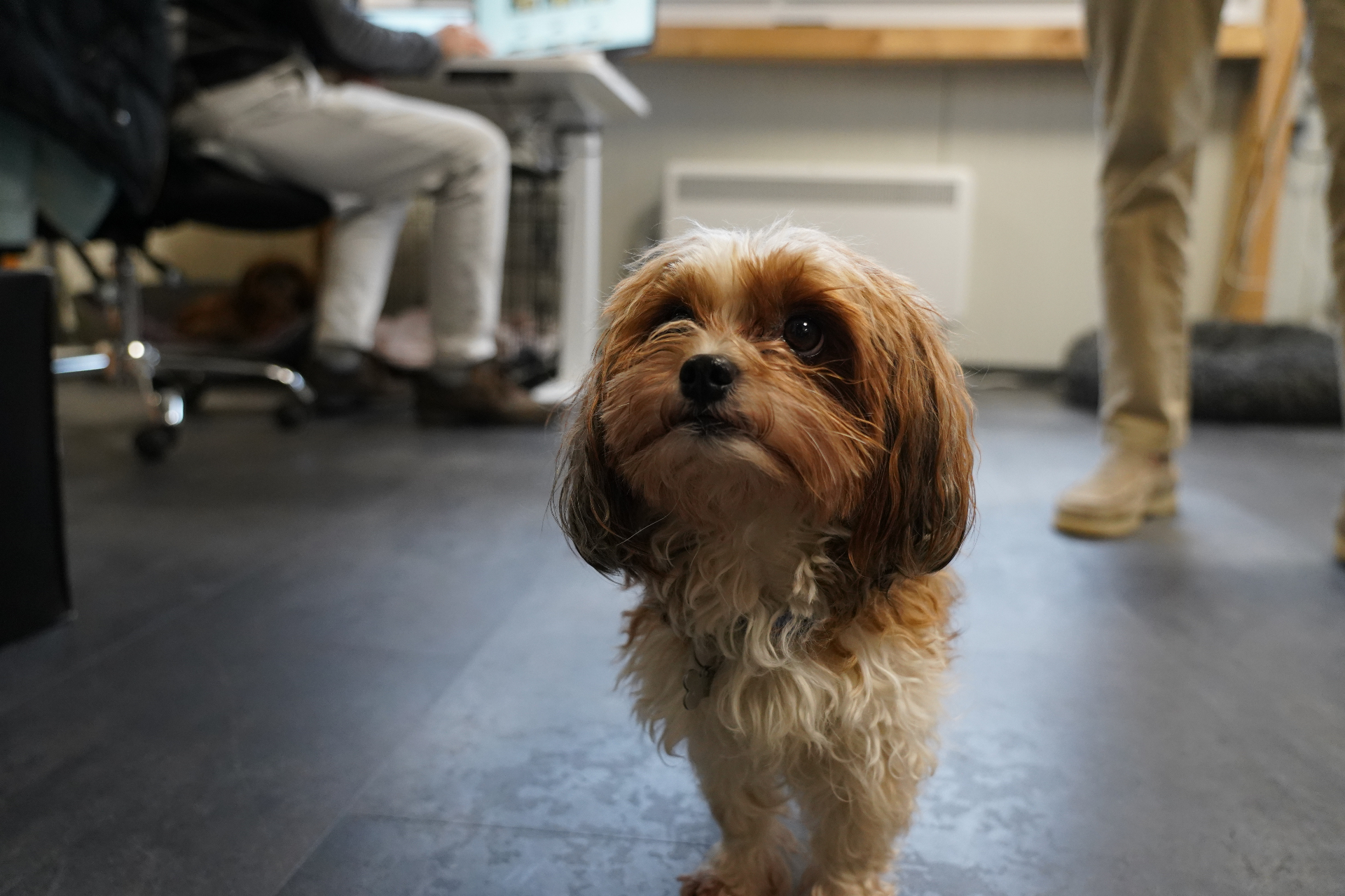 Bürohund